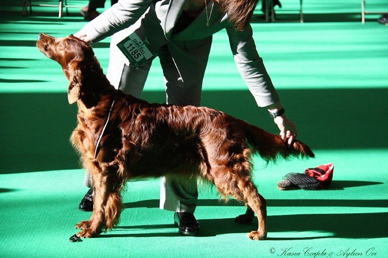 Crufts2011 045.jpg